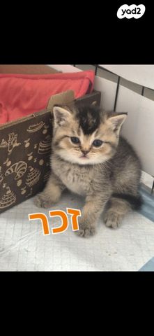 תמונת מודעה - חיות מחמד