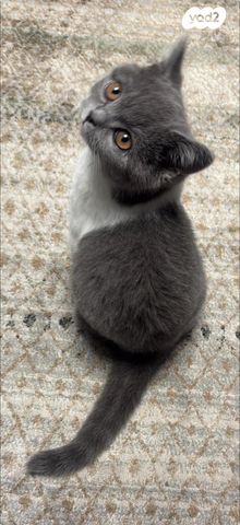 תמונת מודעה - חיות מחמד