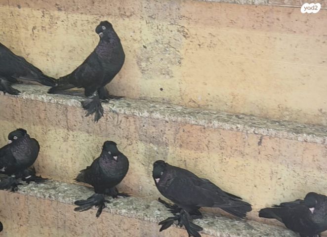 תמונת מודעה - חיות מחמד