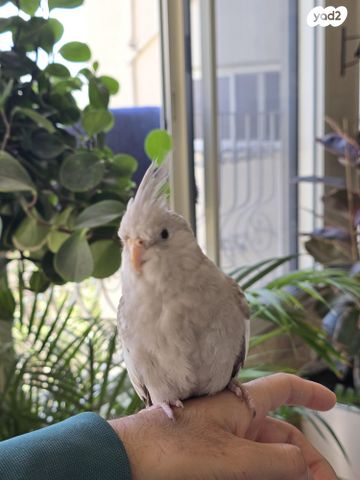 תמונת מודעה - חיות מחמד