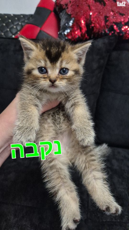 תמונת מודעה - חיות מחמד