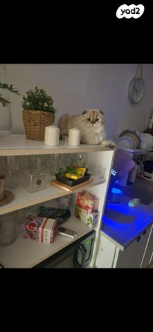 יעקב פיכמן 2