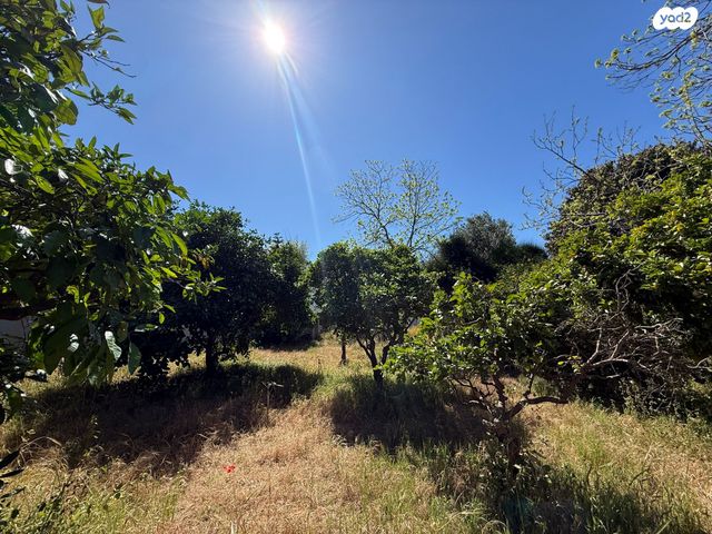 הרצליה פיתוח