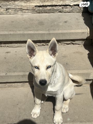 תמונת מודעה - חיות מחמד