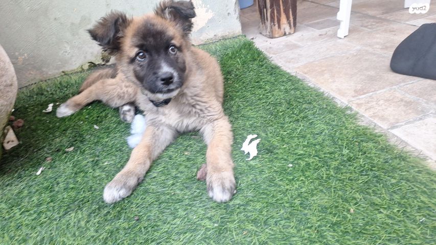 תמונת מודעה - חיות מחמד