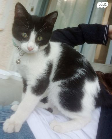 תמונת מודעה - חיות מחמד