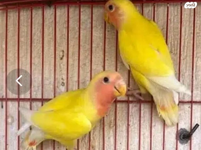 תמונת מודעה - חיות מחמד