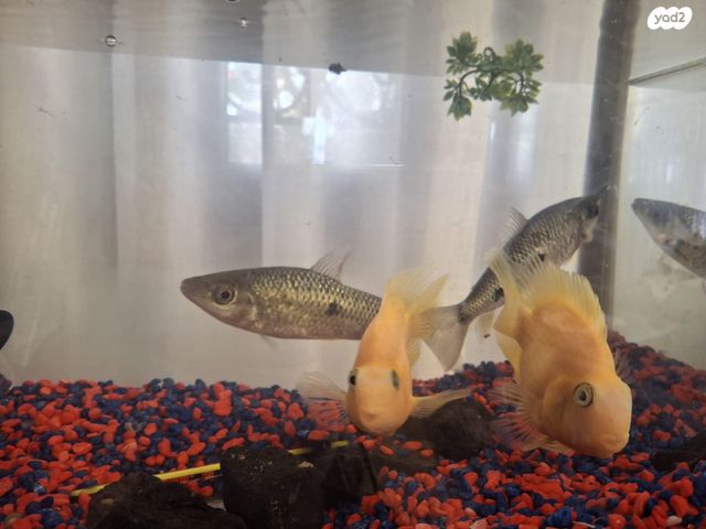 תמונת מודעה - חיות מחמד