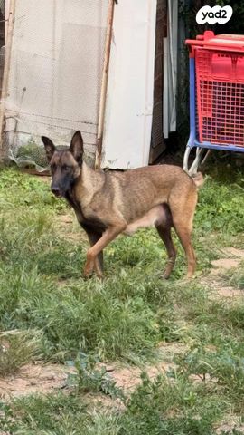 תמונת מודעה - חיות מחמד