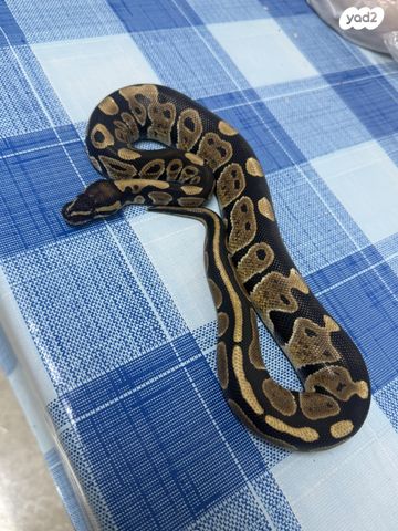 תמונת מודעה - חיות מחמד