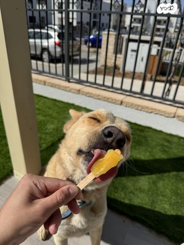 תמונת מודעה - חיות מחמד