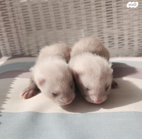 תמונת מודעה - חיות מחמד