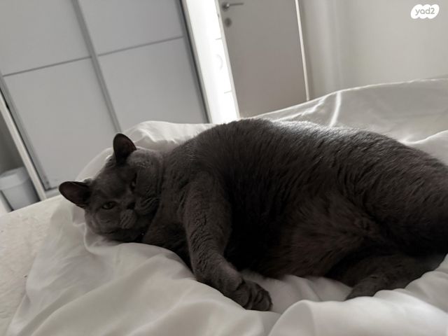 תמונת מודעה - חיות מחמד