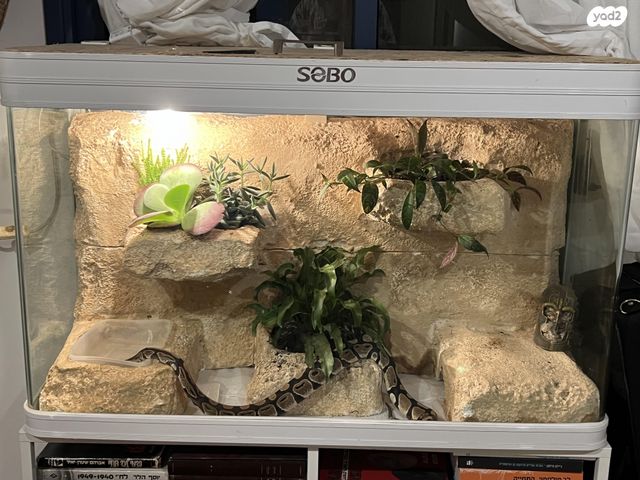 תמונת מודעה - חיות מחמד