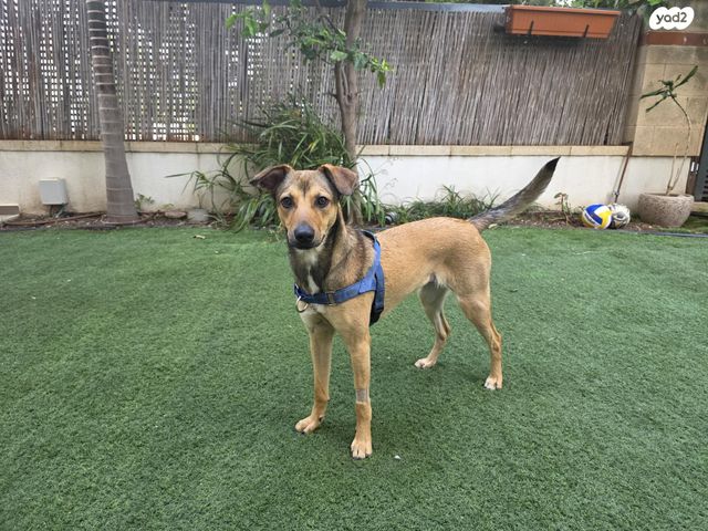 תמונת מודעה - חיות מחמד