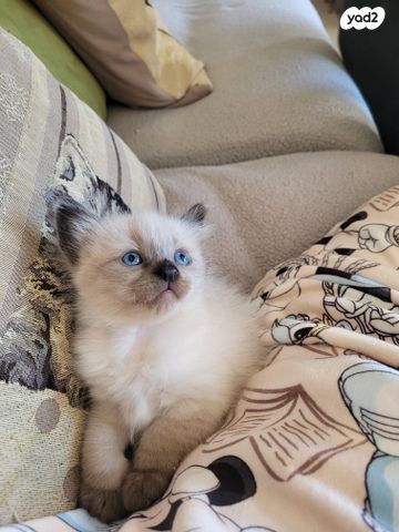 תמונת מודעה - חיות מחמד