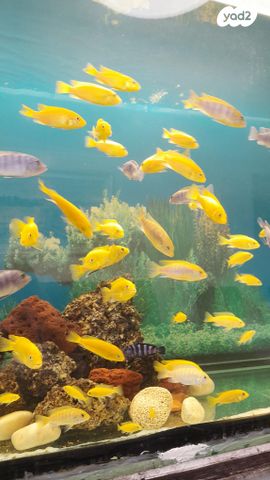 תמונת מודעה - חיות מחמד