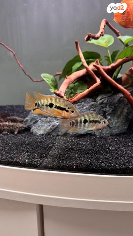 תמונת מודעה - חיות מחמד