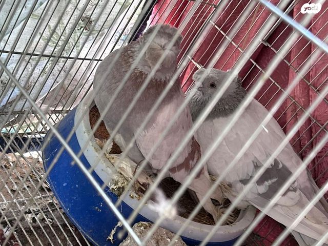 תמונת מודעה - חיות מחמד