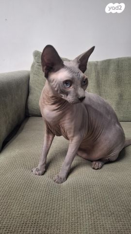 תמונת מודעה - חיות מחמד