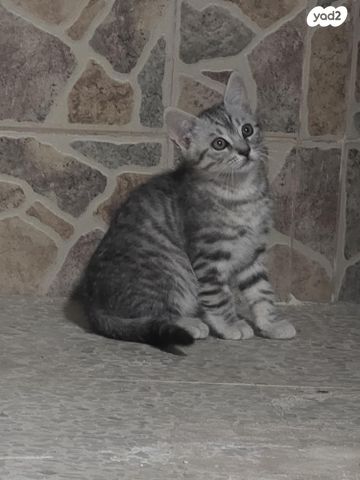 תמונת מודעה - חיות מחמד