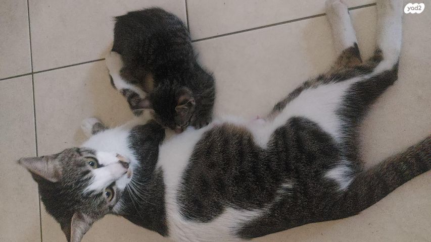 תמונת מודעה - חיות מחמד