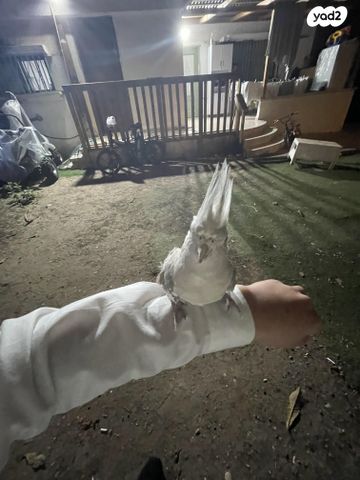 תמונת מודעה - חיות מחמד