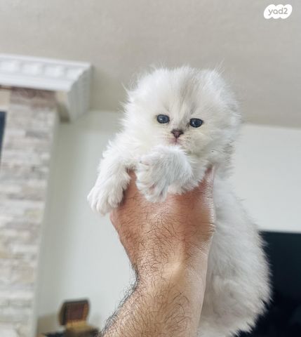 תמונת מודעה - חיות מחמד
