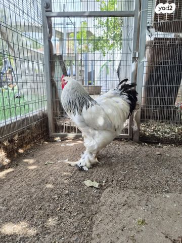 תמונת מודעה - חיות מחמד