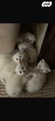 תמונת מודעה - חיות מחמד