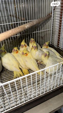 תמונת מודעה - חיות מחמד