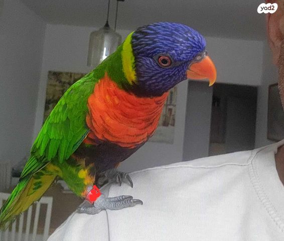 תמונת מודעה - חיות מחמד