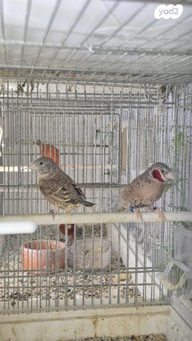 תמונת מודעה - חיות מחמד