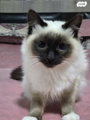 תמונת מודעה - חיות מחמד