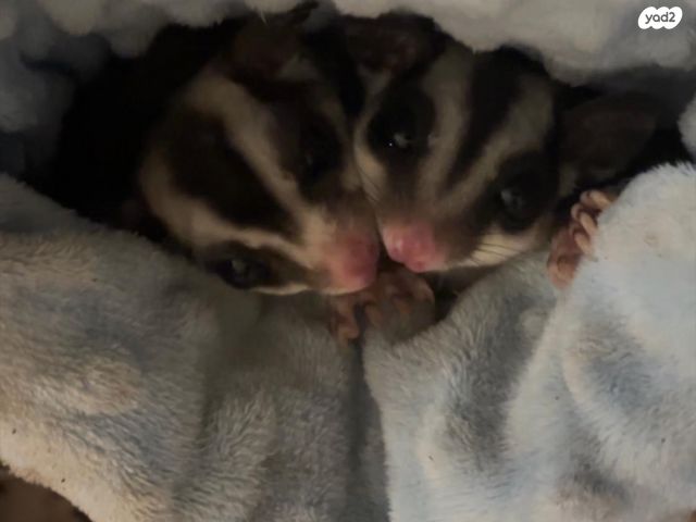 תמונת מודעה - חיות מחמד