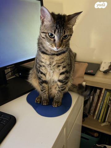 תמונת מודעה - חיות מחמד