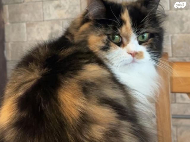 תמונת מודעה - חיות מחמד