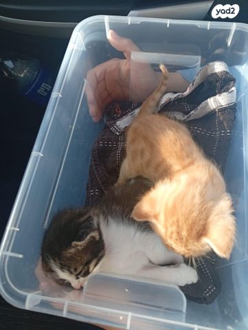 תמונת מודעה - חיות מחמד