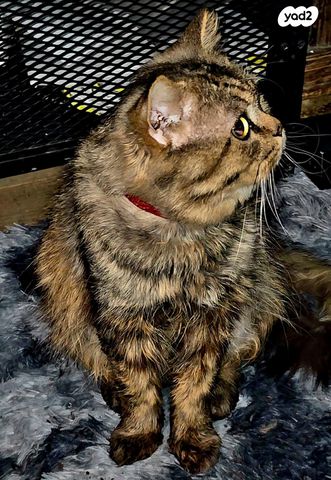 תמונת מודעה - חיות מחמד