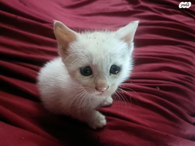 תמונת מודעה - חיות מחמד