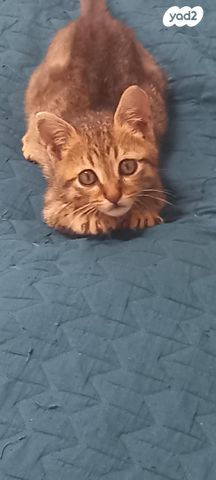 תמונת מודעה - חיות מחמד