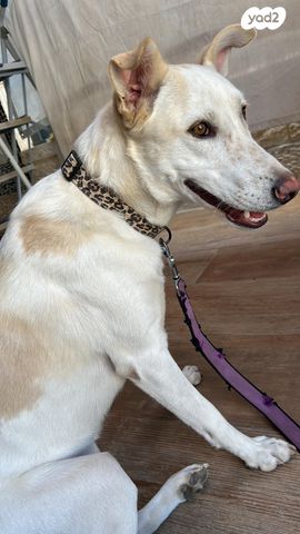 תמונת מודעה - חיות מחמד