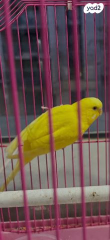 תמונת מודעה - חיות מחמד