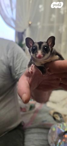 תמונת מודעה - חיות מחמד