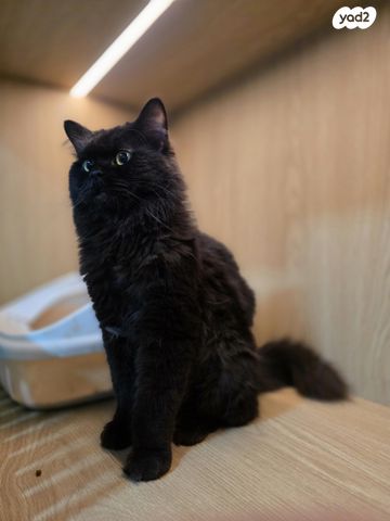 תמונת מודעה - חיות מחמד