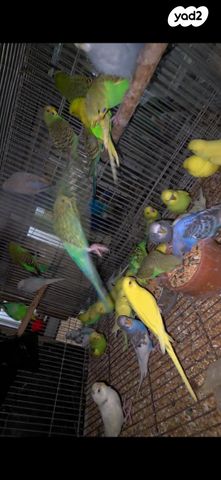 תמונת מודעה - חיות מחמד