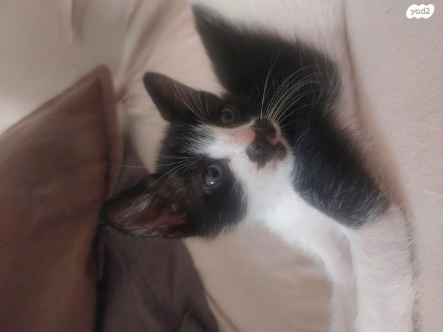 תמונת מודעה - חיות מחמד