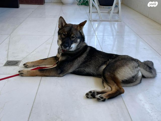 תמונת מודעה - חיות מחמד