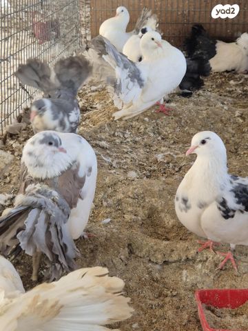 תמונת מודעה - חיות מחמד