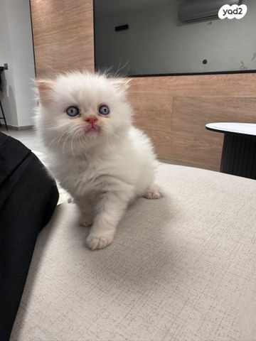 תמונת מודעה - חיות מחמד